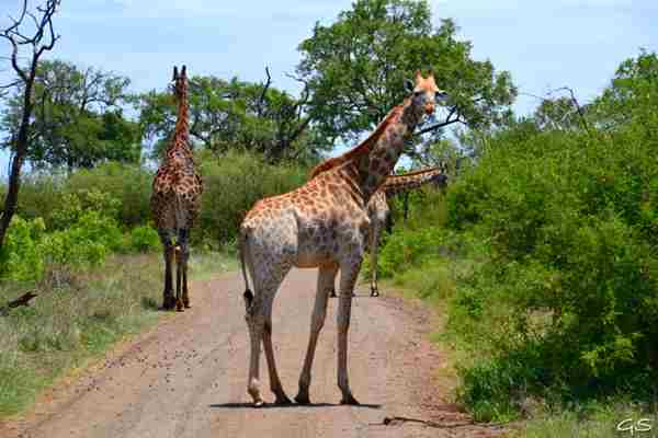 safari-animales-sudafrica-girafa.jpg