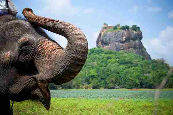 Elephant-in-Sigiriya-lion-rock-fortress-Sri-Lanka-shutterstock_557440192-scaled.jpg